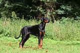 DOBERMANN 392